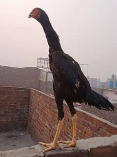 oh shamo Jett black  male location lahore droghwala