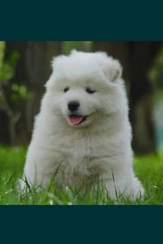 Samoyed