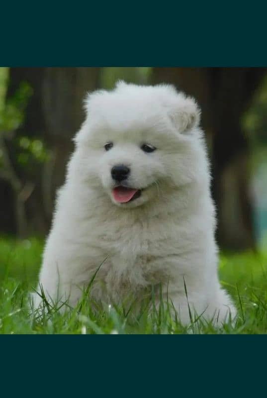 Samoyed 0