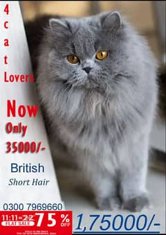 Persion Cat (British Short Hair)