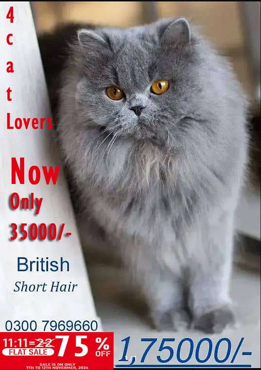 Persion Cat (British Short Hair) 0