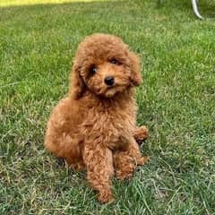 Poodle Puppies Dogs for sale in Karachi OLX Pakistan