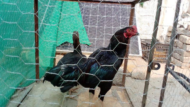 Aseel hen for sale 1