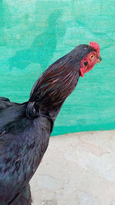 Aseel hen for sale 6