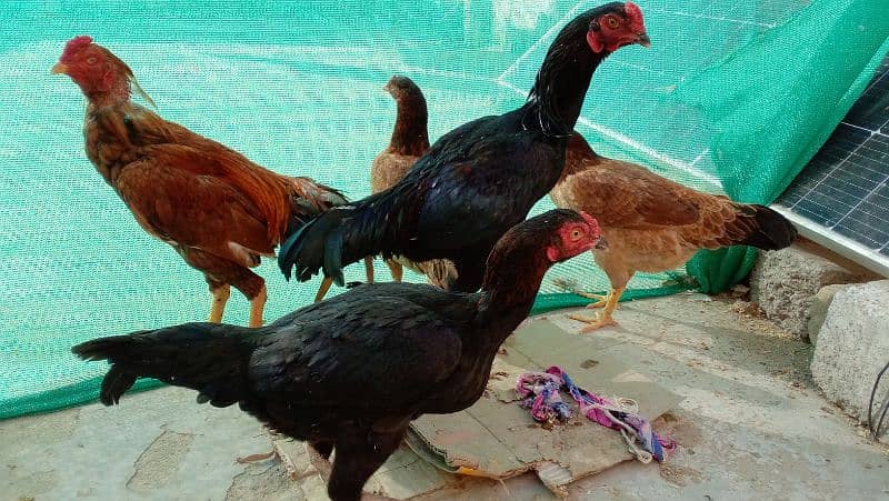 Aseel hen for sale 7