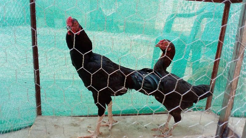 Aseel hen for sale 8