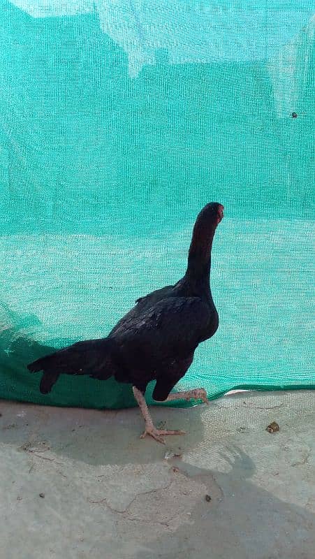 Aseel hen for sale 9