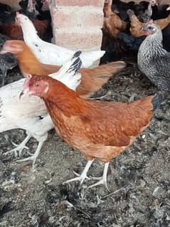 Golden Misiri Desi egg laying hen 6 month