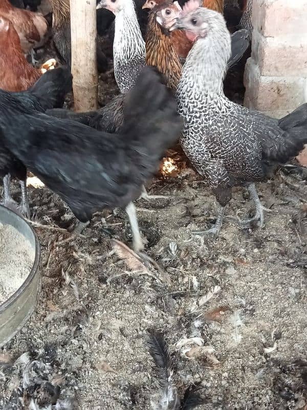 Golden Misiri Desi egg laying hen 6 month 3