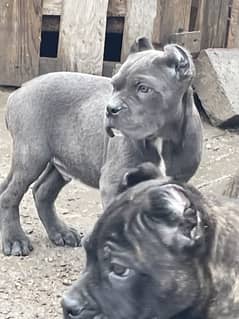 CaneCorso puppies both male and Female Ready to Import in a week.