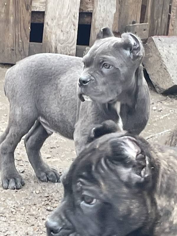 CaneCorso puppies both male and Female Ready to Import in a week. 2