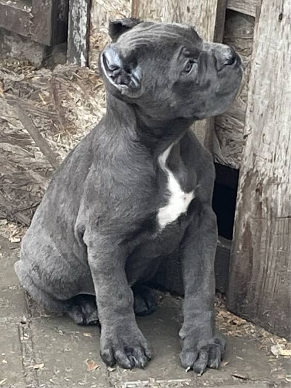 CaneCorso puppies both male and Female Ready to Import in a week. 3