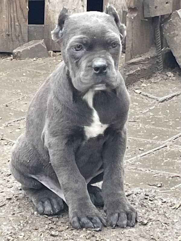 CaneCorso puppies both male and Female Ready to Import in a week. 1