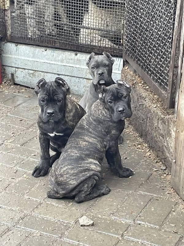 CaneCorso puppies both male and Female Ready to Import in a week. 4