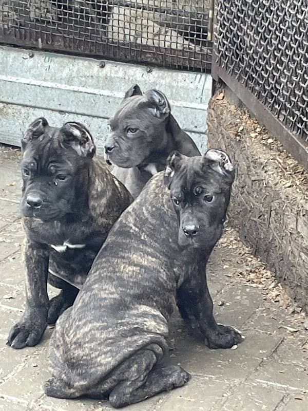 CaneCorso puppies both male and Female Ready to Import in a week. 5