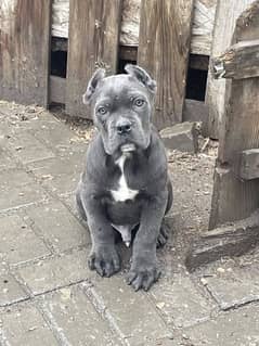 CaneCorso puppies both male and Female Ready to Import in a week.