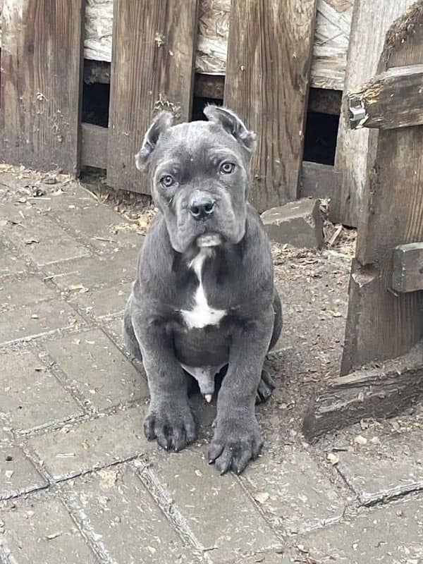 CaneCorso puppies both male and Female Ready to Import in a week. 0