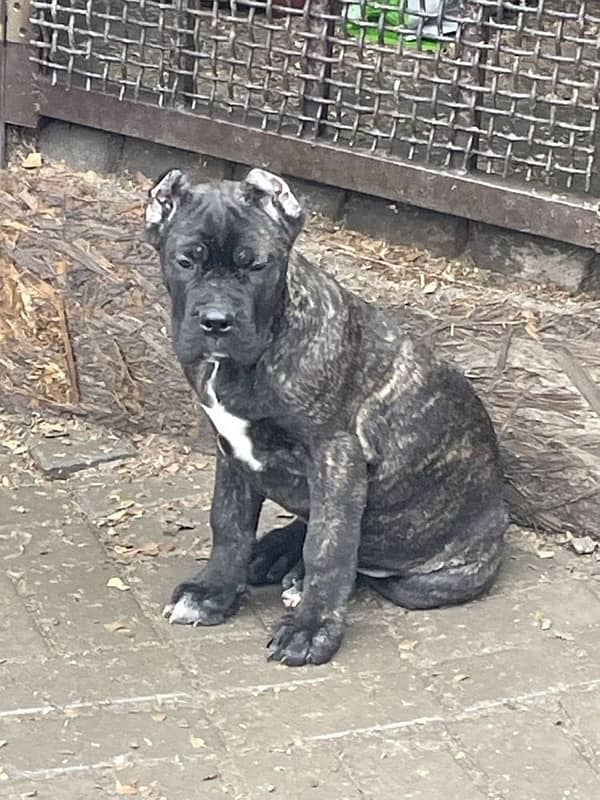 CaneCorso puppies both male and Female Ready to Import in a week. 6