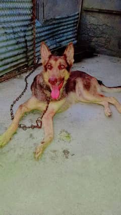 german shepherd  female urgent sale age 2 years