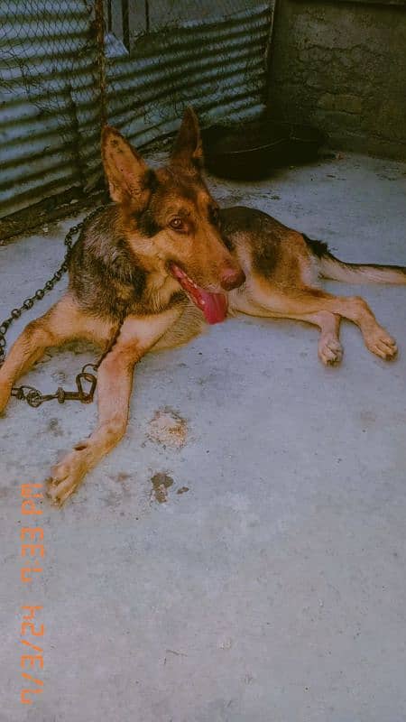 german shepherd  female urgent sale age 2 years 1