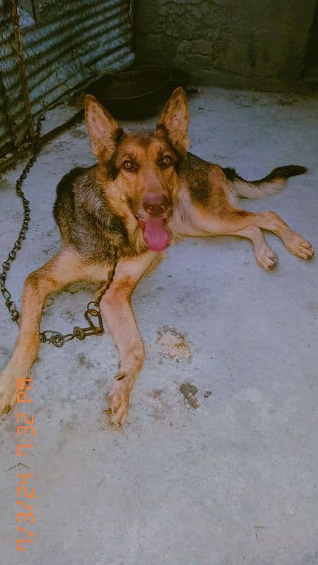 german shepherd  female urgent sale age 2 years 2