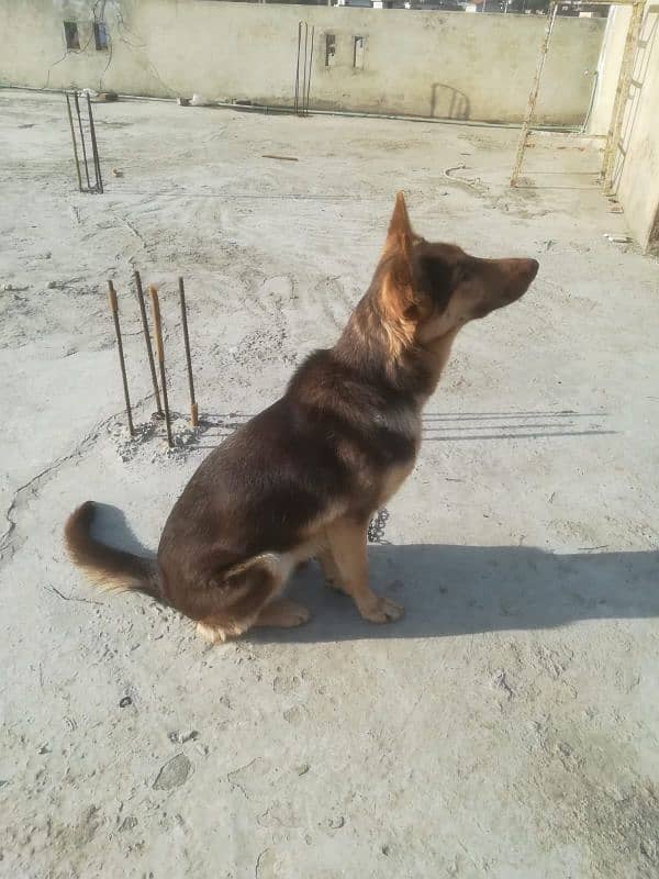 german shepherd  female urgent sale age 2 years 3