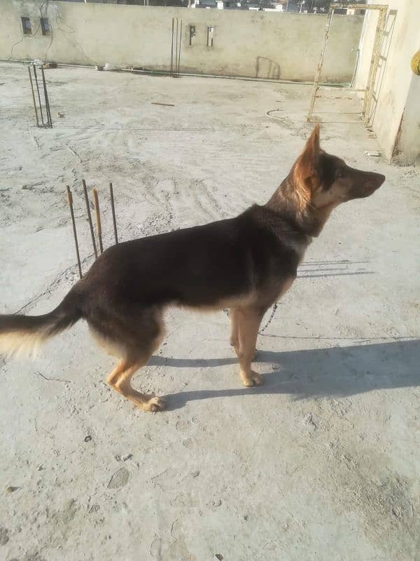 german shepherd  female urgent sale age 2 years 4