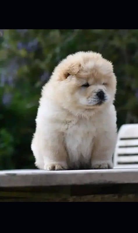 chow chow 1