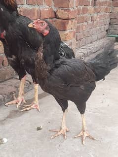 aseel hen for sale