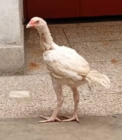 top quality white Heera Aseel chiks 0/3/0/0/9/4/0/2/9/4/0