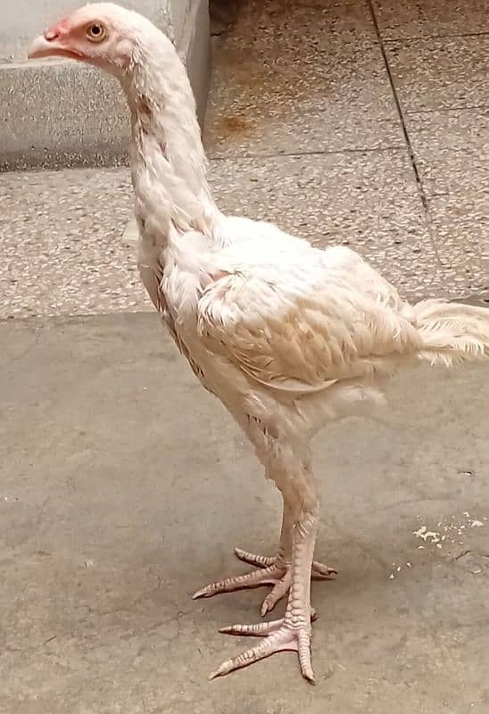 top quality white Heera Aseel chiks 0/3/0/0/9/4/0/2/9/4/0 1