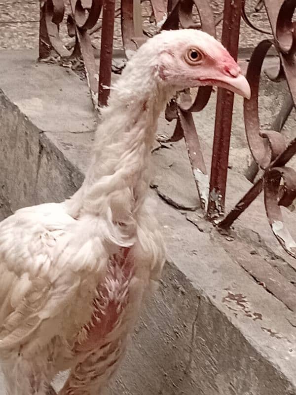 top quality white Heera Aseel chiks 0/3/0/0/9/4/0/2/9/4/0 5