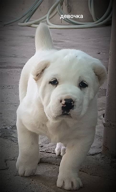 Alabai Puppy Available up for import and you will get it in a week 3