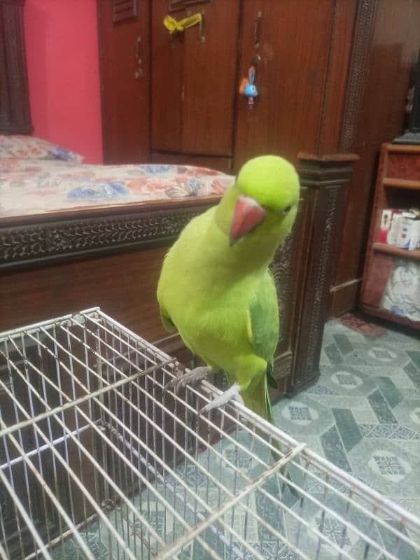 Hand tame parrot 2