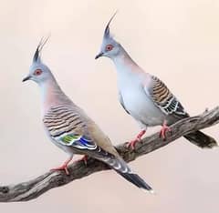 Crusted dove breeder 3 pcs for  sale