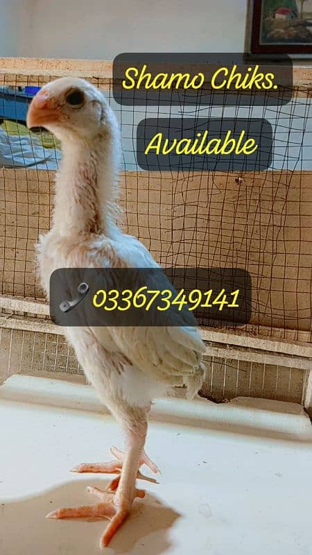 White Oh Shamo Chiks available 03367349141 0