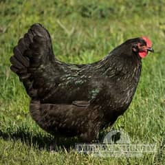 Australorp Egg Laying Hens