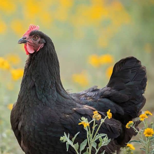 Australorp Egg Laying Hens 1