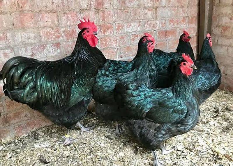 Australorp Egg Laying Hens 2