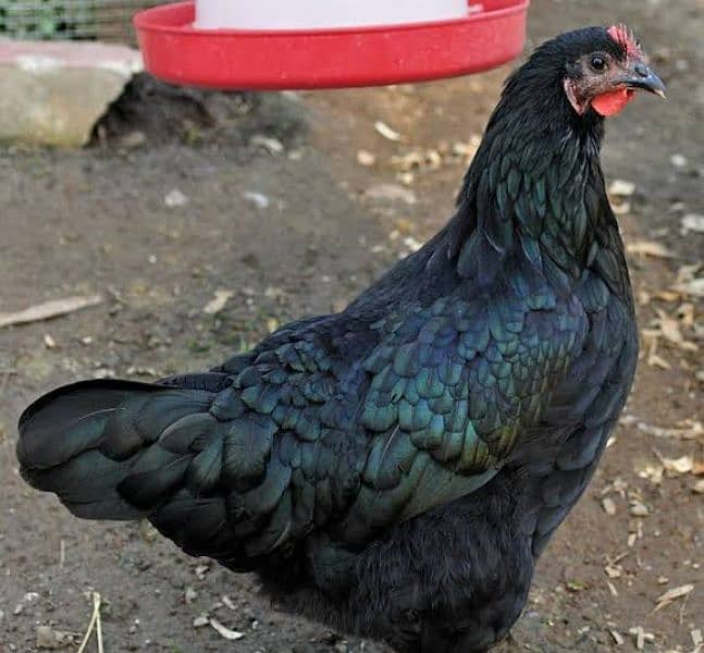 Australorp Egg Laying Hens 3