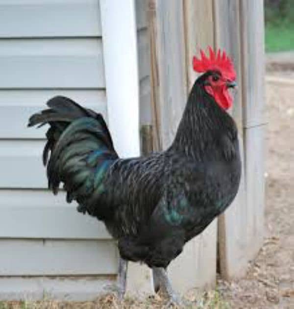 Australorp Egg Laying Hens 4