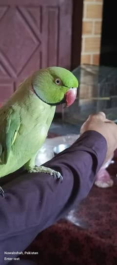 MALE PARROT  tamed