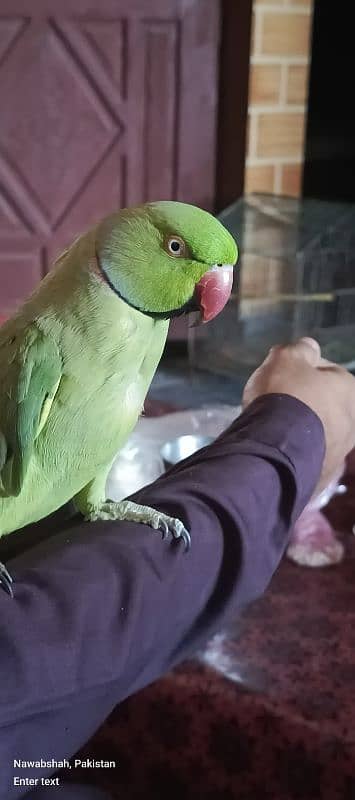 MALE PARROT  tamed 0