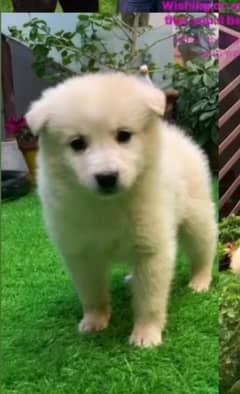 GOLDEN RETRIEVER DOG PUPPY