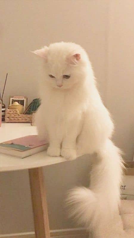 Persian Cat thripple coated fully vaccinated Urgent sell 1