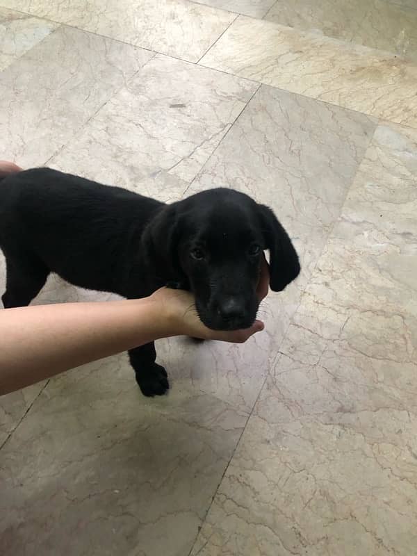 Female Labrador Puppy For Sale 0