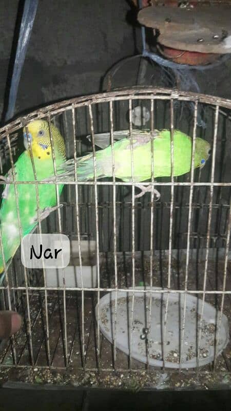 Australian parrot 0