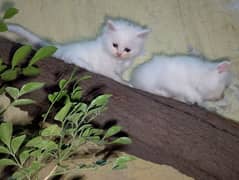 Persian kittens