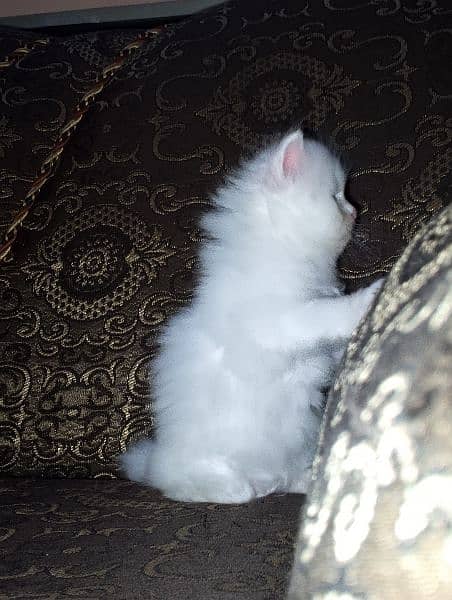 Persian kittens 2