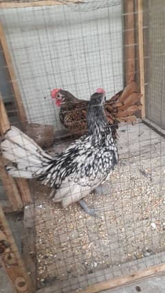 silver and golden subright 2 males/whats app 03200146864